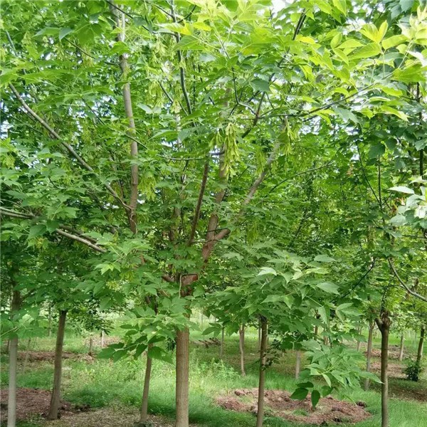 糖槭树