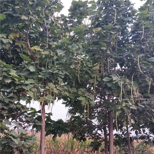 梧桐树