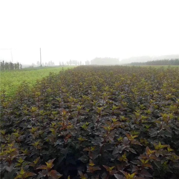 紫叶风箱果