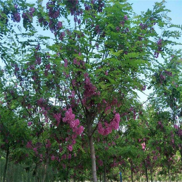 香花槐