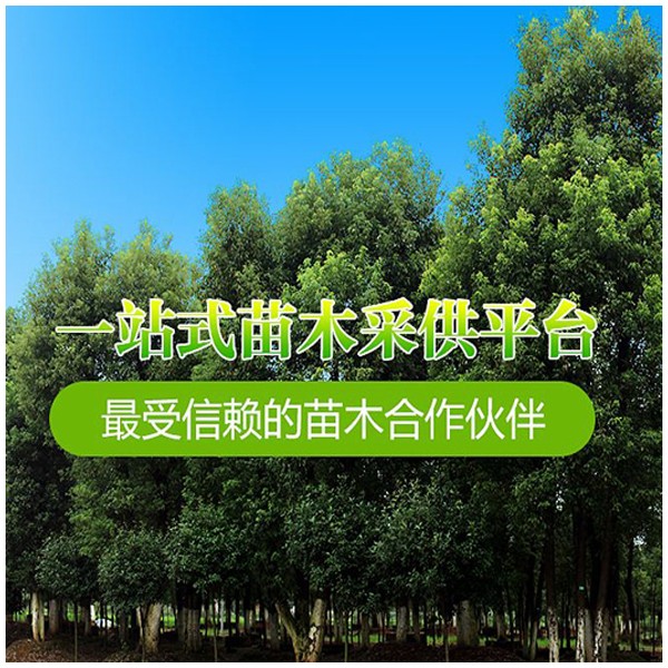 金叶榆、垂柳种植基地