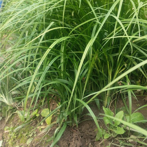 吉祥草