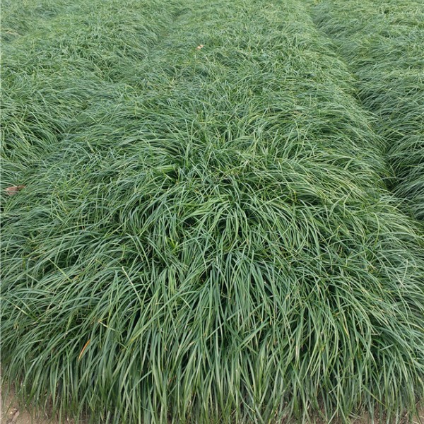 麦冬草