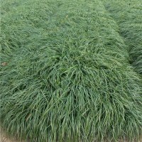 麦冬草