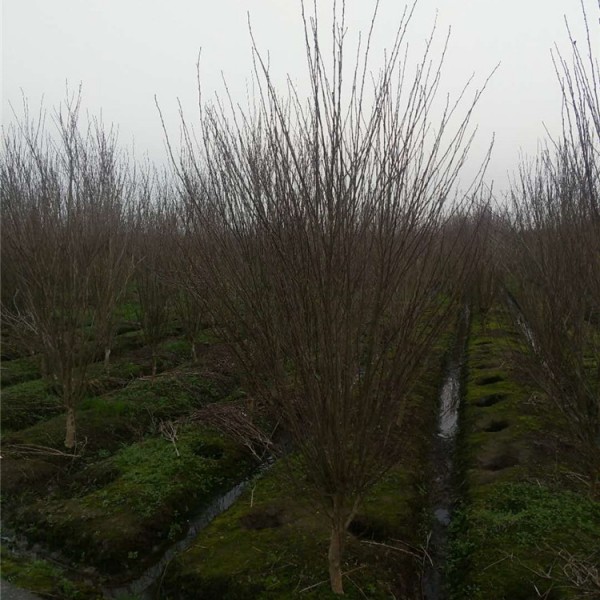 木槿