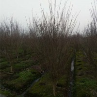 木槿