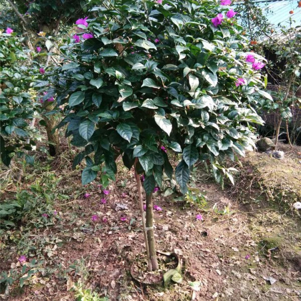 三角梅批发
