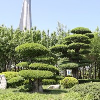 景观设计与制作、盆景制作、园林工程