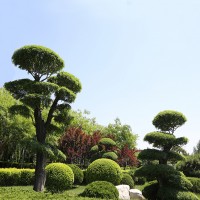 景观设计与制作、盆景制作、园林工程