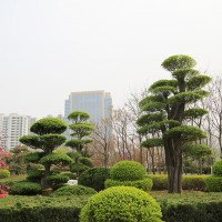 景观设计与制作、盆景制作、园林工程