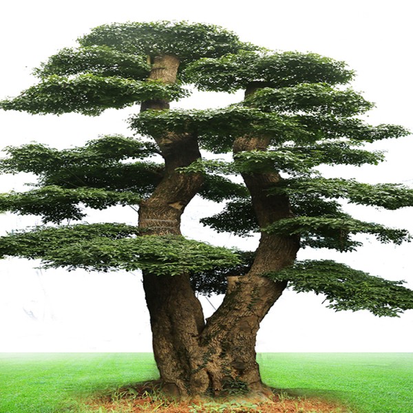 对节白蜡造型景观树