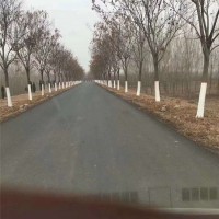 12-20栾树