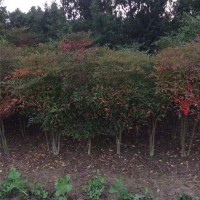 天竹 规格H40-150