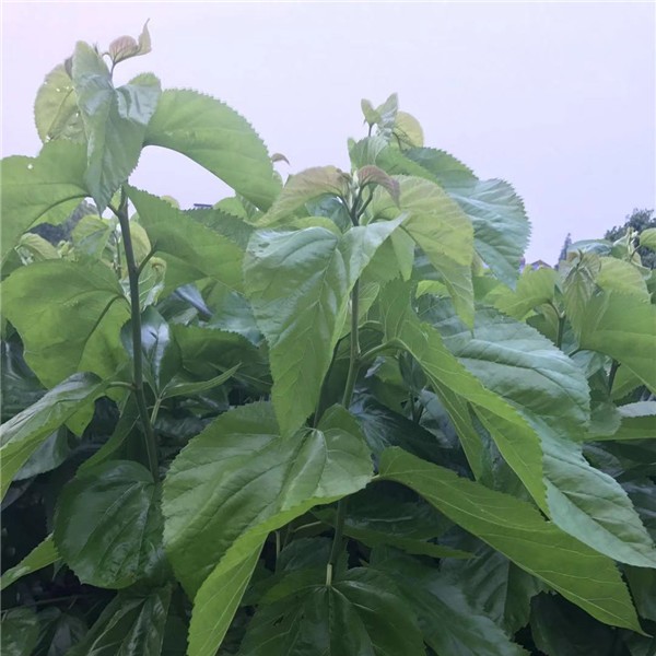强桑1号桑树苗