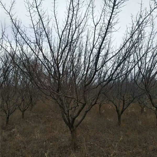 山杏