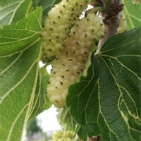 桂花蜜