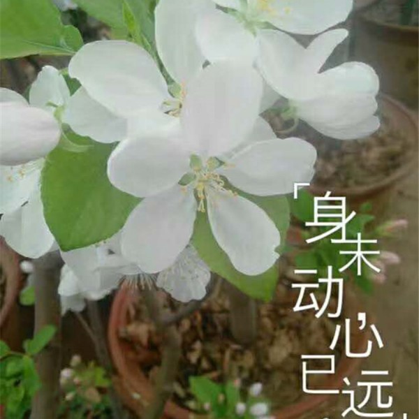 八棱海棠花