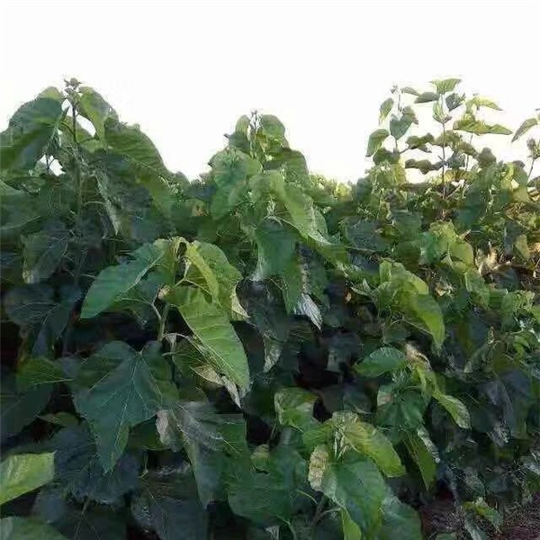 桑树苗批发基地 价格实惠