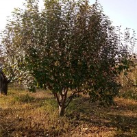 八棱海棠树基地 规格齐全
