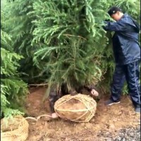 雪松