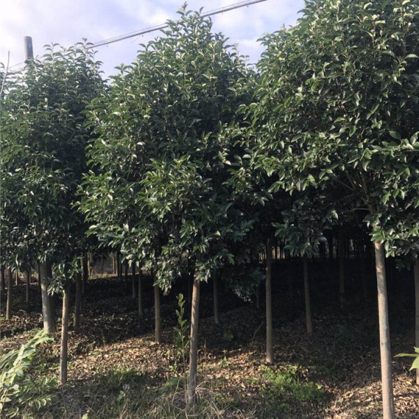 优质大叶女贞种植基地|枇杷价格