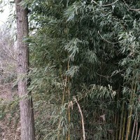 金镶玉竹