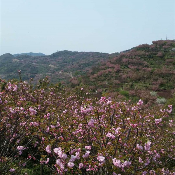 樱花