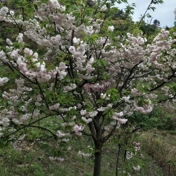 樱花