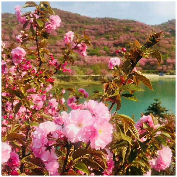 红枫、樱花基地