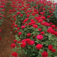 玫瑰、月季苗批发基地