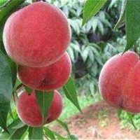 九月红蜜桃