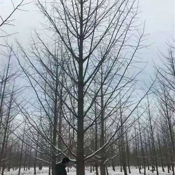 银杏