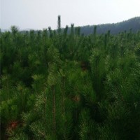 油松