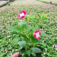 红花草