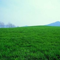 果岭草