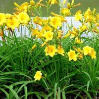 大花萱草
