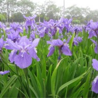 鸢尾