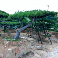 景观松、造型景观松基地 规格齐全
