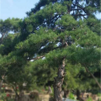 黑松