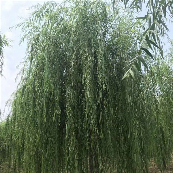 垂柳