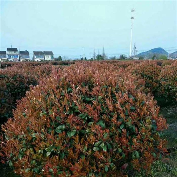 红叶石楠
