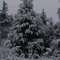 6-7米雪松