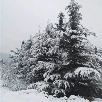 6-7米雪松