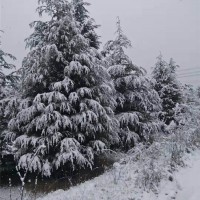 6-7米雪松