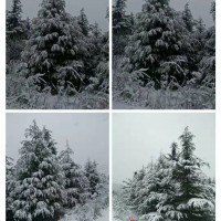 6-7米雪松