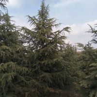 4米雪松