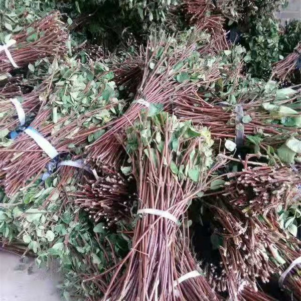 金银花种条