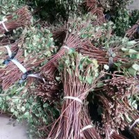金银花种条