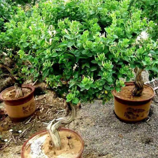 金银花盆景