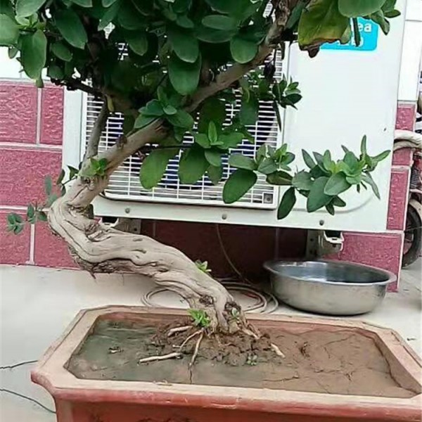 金银花盆景